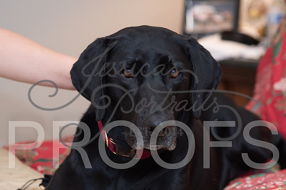2024-09-14 Cait and Leslee Wedding__JAE7932-2